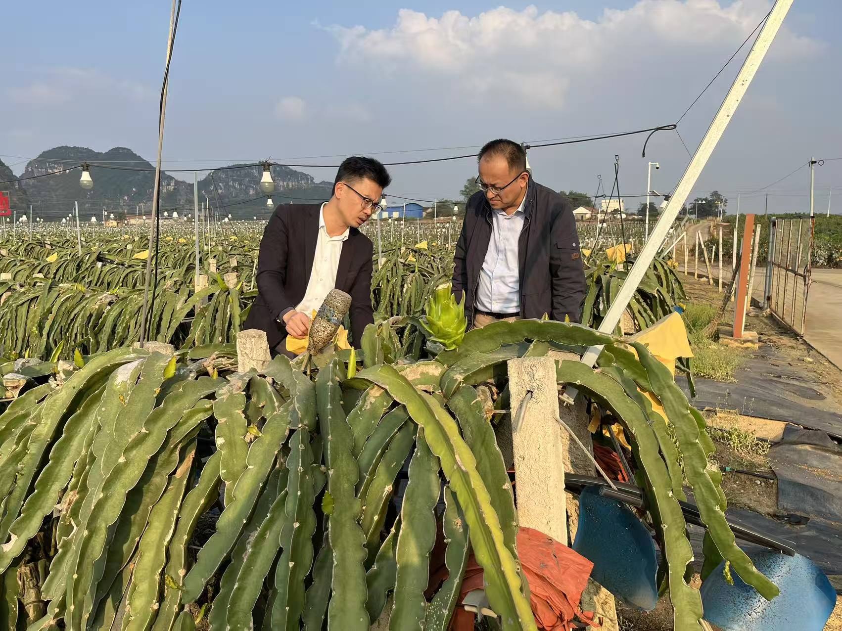 廣西冷鏈協(xié)會(huì)、廣西物流與采購(gòu)聯(lián)合會(huì)到金光農(nóng)場(chǎng)公司開(kāi)展供應(yīng)鏈體系建設(shè)專(zhuān)題調(diào)研